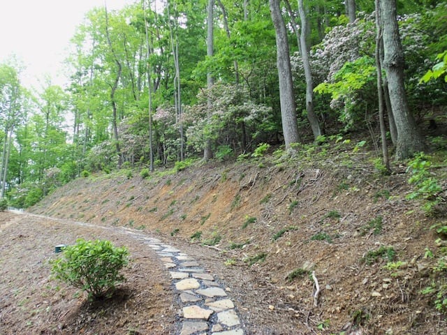 mountain_laurel_path_spring2013