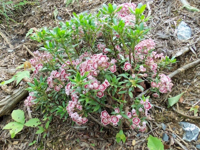 mountain_laurel_spring2013