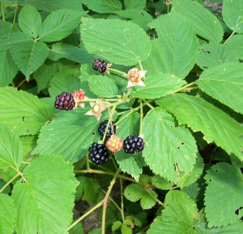 blackberries