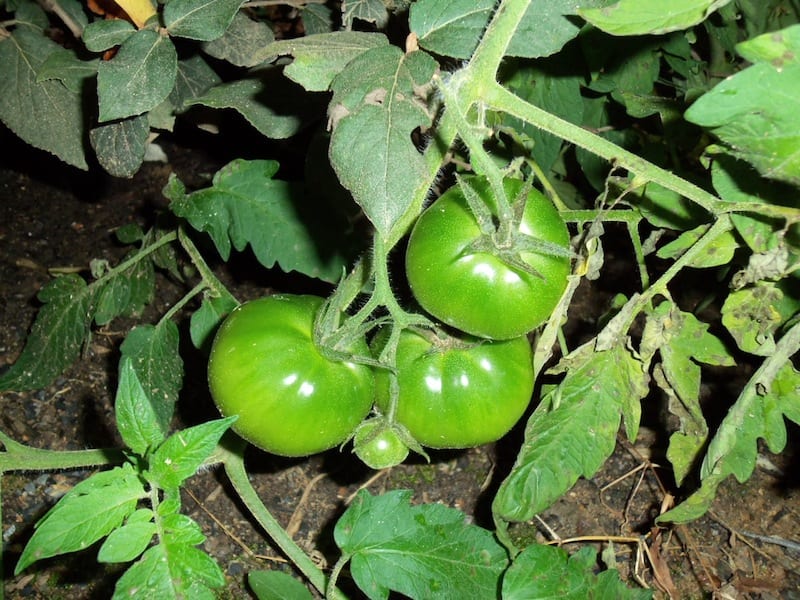 green_tomatoes