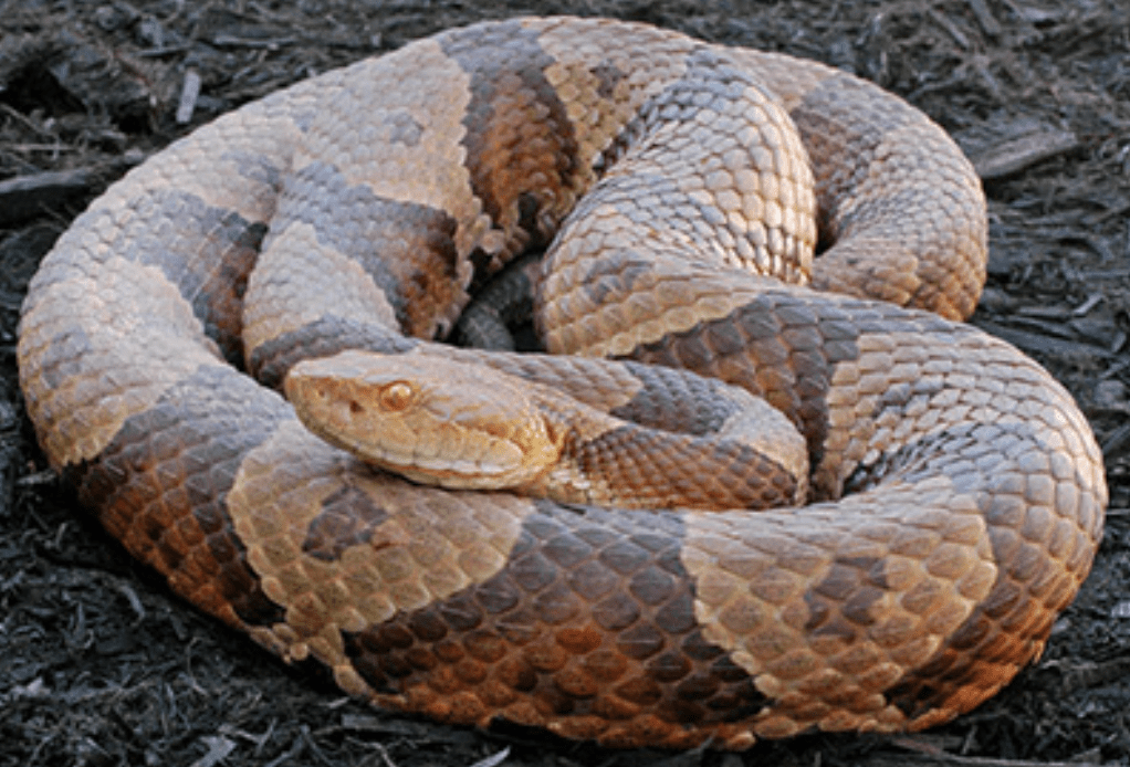 copperhead