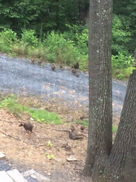 turkeys1_July2015