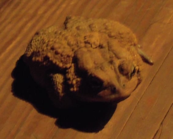 toad2015