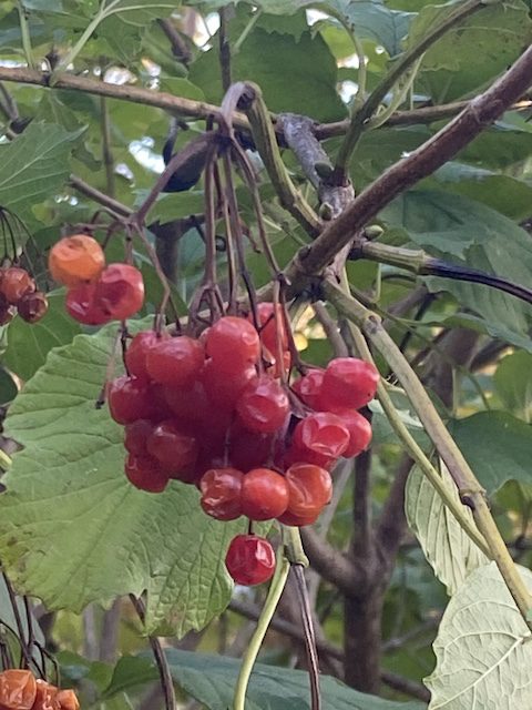 Season of the year, season of life, season wood and food