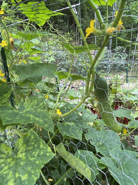 Transform: cucumbers, God’s power in the world, minds, lives