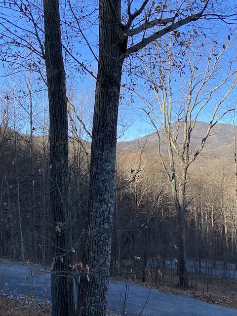 Trees and wind and knots and fruit yielded in season